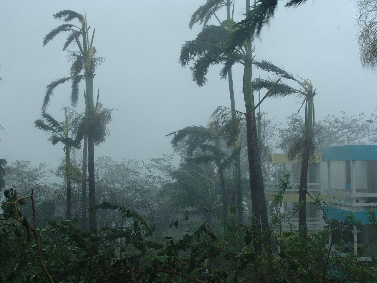 Hurricane damaged trees