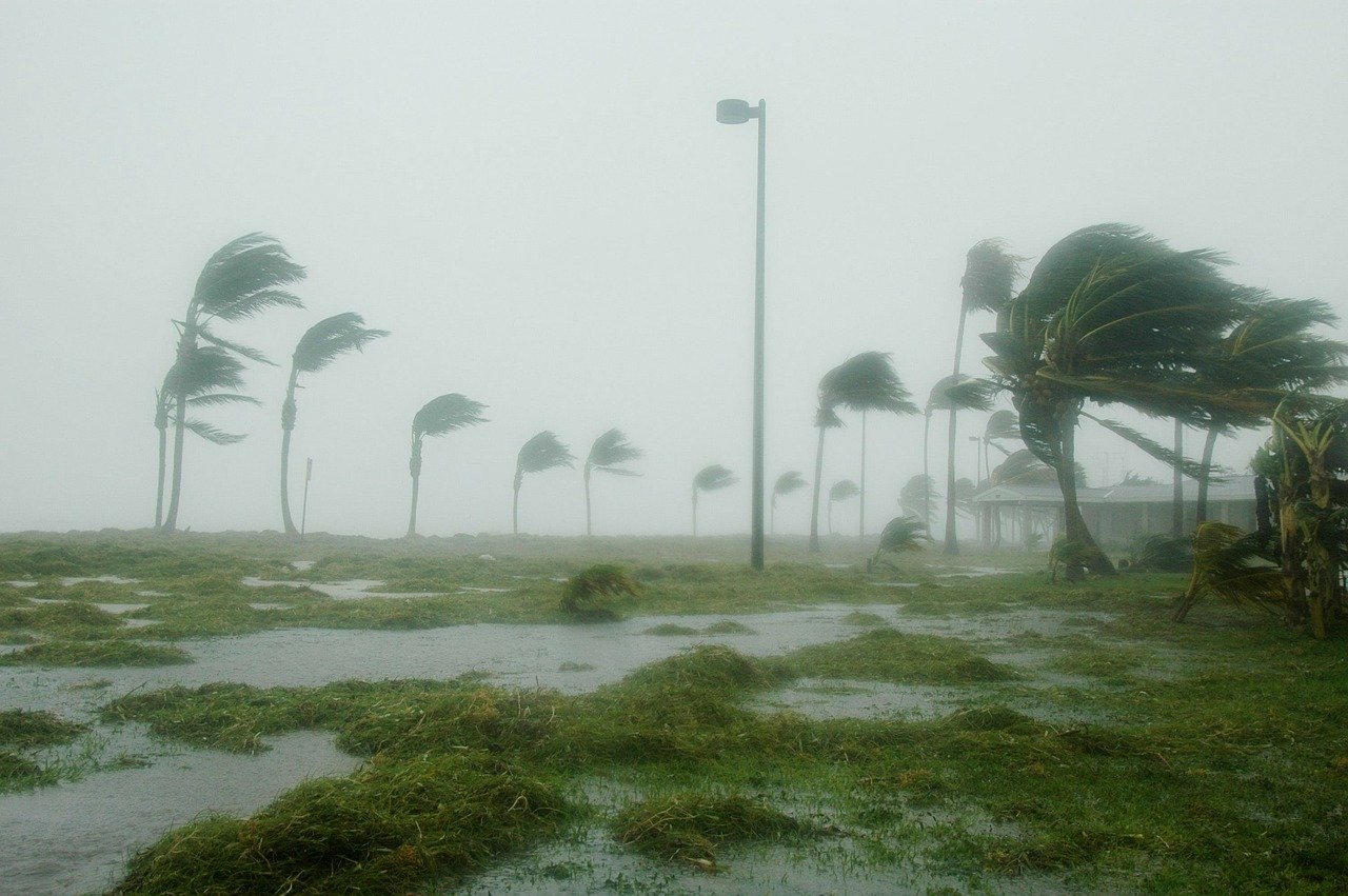Palm trees on beach in storm