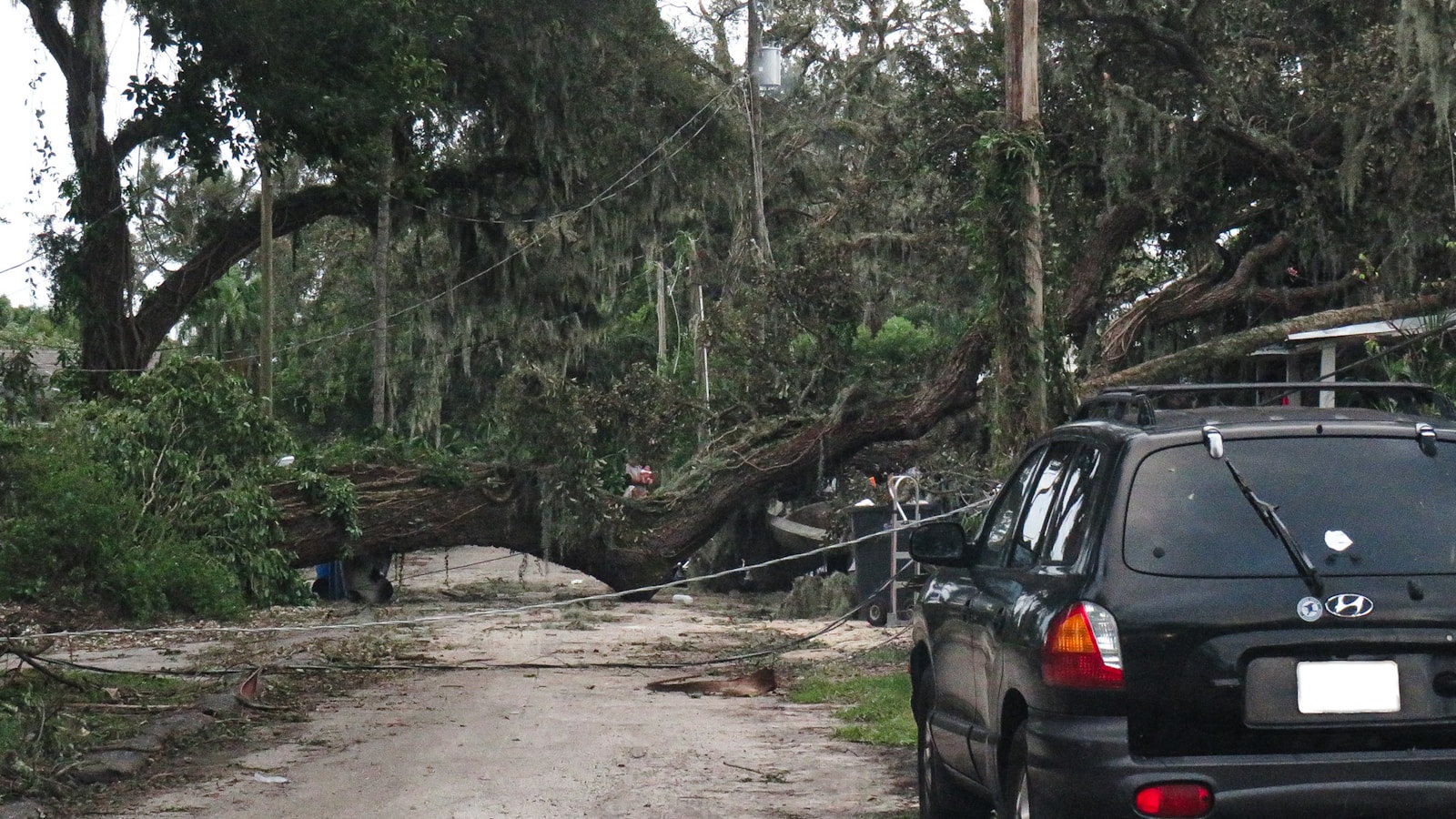 A car parked in front of a fallen tree, auto