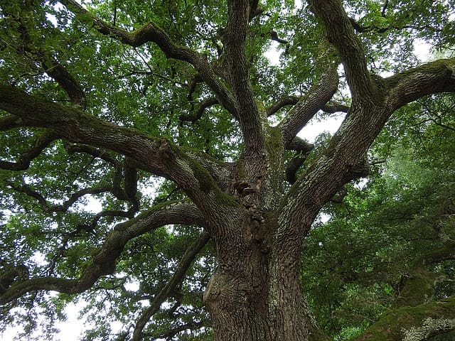 Evaluate the trees and landscaping in your yard to see what could affect your home in high winds.